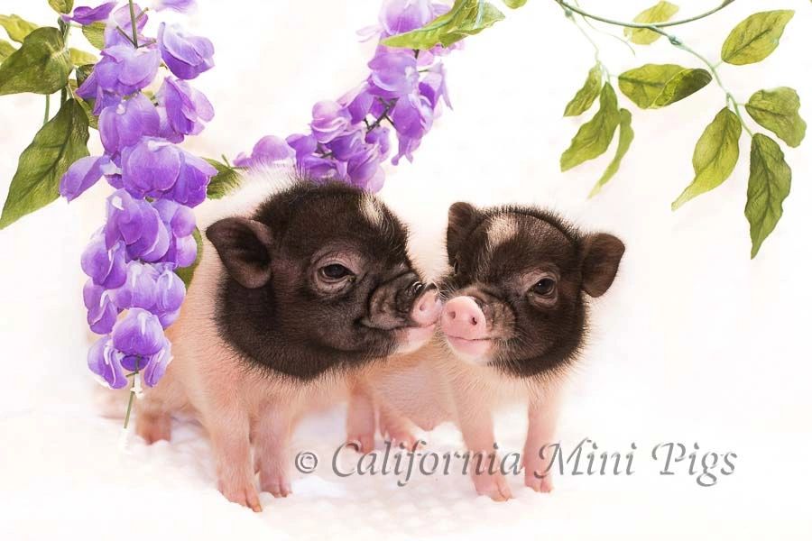 California Mini Pigs